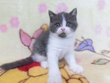 ブリティッシュショートヘア【鹿児島県・女の子・2019年6月23日・ブルーホワイト】の写真「ブルーホワイトの女の子です😊」