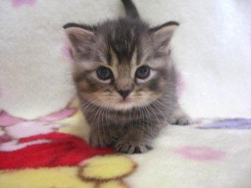 スコティッシュフォールド【鹿児島県・女の子・2013年4月12日・ブラウン パッチドタビー】の写真「」