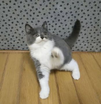 ブリティッシュショートヘア【鹿児島県・女の子・2017年10月19日・ブルーホワイト】の写真「目・顔共にまん丸ちゃんで 可愛いです！」