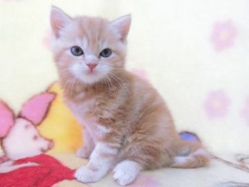 スコティッシュフォールド(立ち耳)【鹿児島県・男の子・2021年4月27日・レッドタビー】の写真「可愛い男の子です😊」