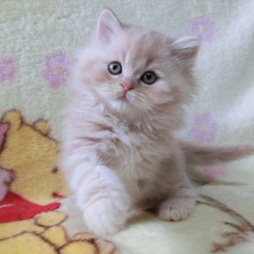 スコティッシュフォールド(立ち耳)【鹿児島県・男の子・2023年1月14日・クリームタビー】の写真「たち耳の男の子😊」