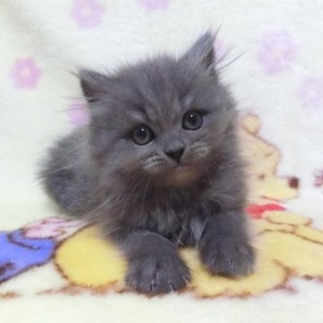 スコティッシュフォールド(立ち耳)【鹿児島県・男の子・2023年2月15日・ブルータビー】の写真「たち耳の男の子😊❣️」