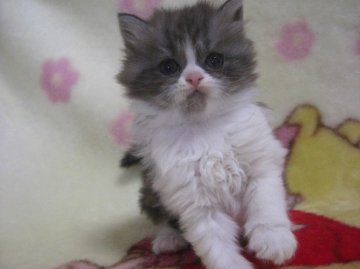 スコティッシュフォールド【鹿児島県・男の子・2013年4月7日・シルバータビー&ホワイト】の写真「」