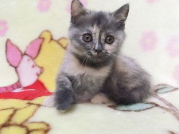 ブリティッシュショートヘア【鹿児島県・女の子・2019年12月2日・トーティ】の写真「トーティの女の子です😆」