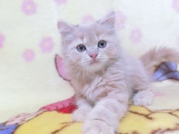 スコティッシュフォールド(立ち耳)【鹿児島県・男の子・2021年8月14日・クリームタビー】の写真「たち耳の男の子😊」