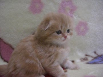 スコティッシュフォールド【鹿児島県・女の子・2012年12月12日・レッドタビー】の写真「」