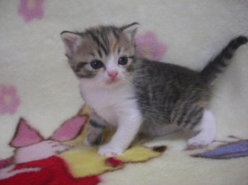 スコティッシュフォールド【鹿児島県・女の子・2013年3月5日・ブラウンパッチドタビー&ホワイト】の写真「」