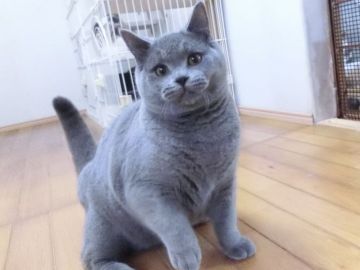 ブリティッシュショートヘア【鹿児島県・男の子・2019年6月16日・ブルー】の写真「ブルーの男の子❣️」