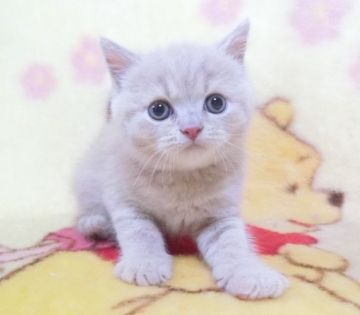 ブリティッシュショートヘア【鹿児島県・男の子・2022年4月17日・クリームタビー】の写真「可愛い男の子😊」