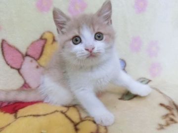 ブリティッシュショートヘア【鹿児島県・男の子・2019年6月23日・クリームタビー&ホワイト】の写真「クリームタビー＆ホワイトの男の子！」