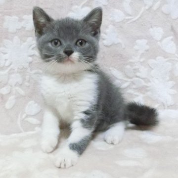 ブリティッシュショートヘア【鹿児島県・男の子・2024年5月17日・ブルーホワイト】の写真「可愛い子です😊❗️」