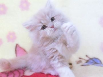 スコティッシュフォールド(立ち耳)【鹿児島県・女の子・2022年1月13日・クリームタビー】の写真「可愛い女の子です😊」