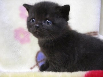 スコティッシュフォールド【鹿児島県・男の子・2012年1月26日・ブラック（ショート）】の写真「」