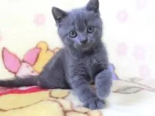 ブリティッシュショートヘア【鹿児島県・女の子・2022年3月6日・ブルー】の写真1