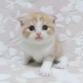 スコティッシュフォールド(折れ耳)【鹿児島県・男の子・2024年5月23日・レッドタビー&ホワイト】の写真1