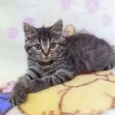 スコティッシュフォールド(立ち耳)【鹿児島県・男の子・2023年2月15日・ブラウンタビー】の写真1