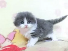 スコティッシュフォールド(折れ耳)【鹿児島県・男の子・2019年11月20日・ブルーホワイト】の写真2