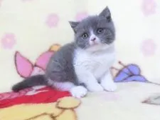 ブリティッシュショートヘア【鹿児島県・女の子・2021年2月14日・ブルーホワイト】の写真3