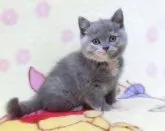 ブリティッシュショートヘア【鹿児島県・女の子・2023年2月23日・ブルークリーム】の写真3