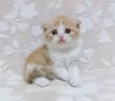 スコティッシュフォールド(折れ耳)【鹿児島県・男の子・2024年5月23日・レッドタビー&ホワイト】の写真4