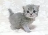 スコティッシュフォールド(立ち耳)【鹿児島県・男の子・2024年1月28日・ブルータビー】の写真4