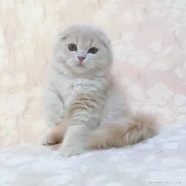 スコティッシュフォールド(折れ耳)【鹿児島県・女の子・2025年5月4日・カメオ】の写真1