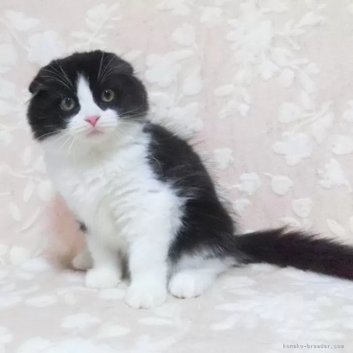 スコティッシュフォールド(折れ耳)【鹿児島県・男の子・2025年6月7日・ブラック&ホワイト】の写真1