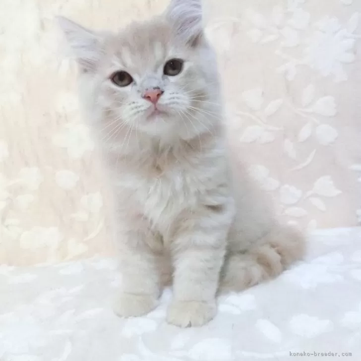 ID：2506-03146の子猫