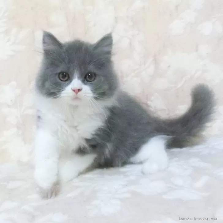 スコティッシュフォールド(立ち耳)【鹿児島県・男の子・2025年6月10日・ブルー&amp;ホワイト】の写真1