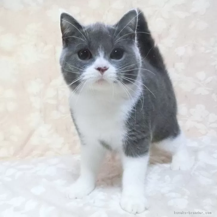 ID：2504-00138の子猫