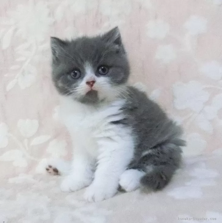 ID：2503-01026の子猫
