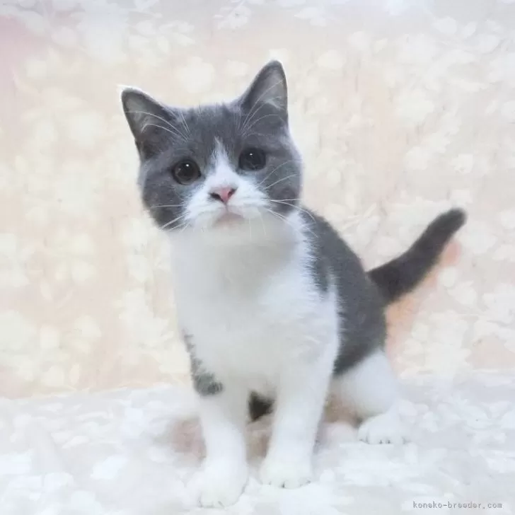 ID:2504-00103の子猫