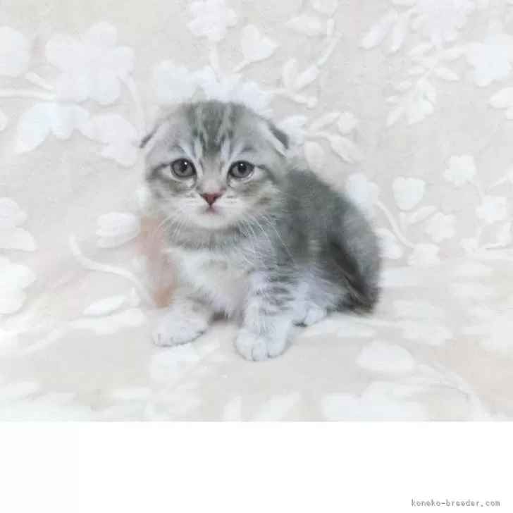 スコティッシュフォールド(立ち耳)【鹿児島県・男の子・2025年7月30日・ブルータビー】の写真1