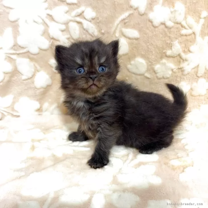 スコティッシュフォールド(立ち耳)【鹿児島県・男の子・2026年3月9日・ブラック】の写真1