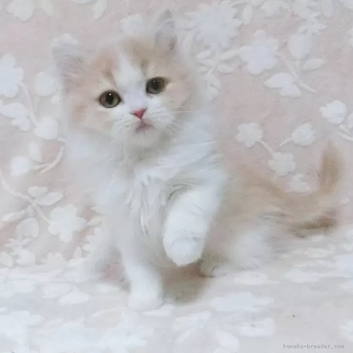 ID：2501-01353の子猫