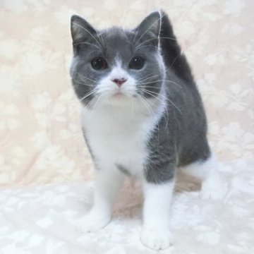 ブリティッシュショートヘア【鹿児島県・男の子・2025年2月15日・ブルーホワイト】の写真「ハチワレの男の子😊❗️」