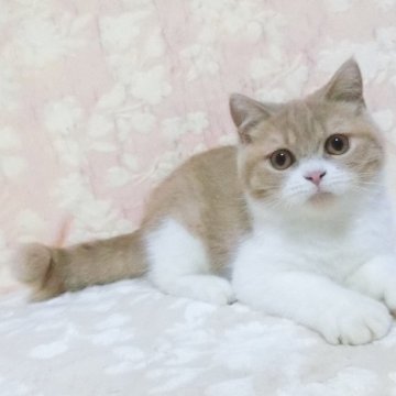 ブリティッシュショートヘア【鹿児島県・男の子・2025年2月15日・クリームホワイト】の写真「クリームホワイトの男の子😊❗️」