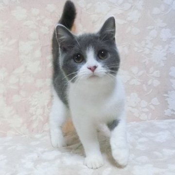 ブリティッシュショートヘア【鹿児島県・男の子・2025年2月15日・ブルーホワイト】の写真「ハチワレの男の子😊」