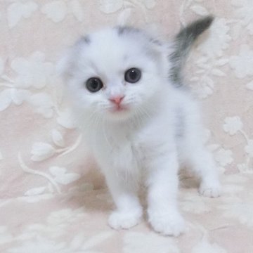 スコティッシュフォールド(折れ耳)【鹿児島県・男の子・2025年7月30日・ブルータビー&ホワイト】の写真「可愛い子です。😊」