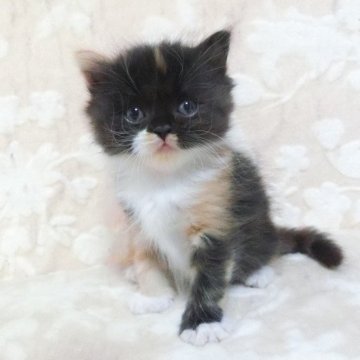 スコティッシュフォールド(立ち耳)【鹿児島県・女の子・2025年6月7日・キャリコ】の写真「立ち耳の女の子」