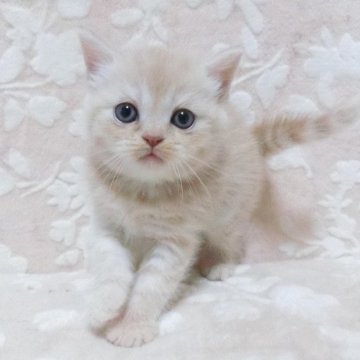 スコティッシュフォールド(立ち耳)【鹿児島県・女の子・2025年9月22日・クリーム】の写真「可愛い子です。」