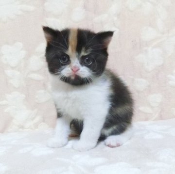 スコティッシュフォールド(立ち耳)【鹿児島県・女の子・2024年11月23日・キャリコ】の写真「可愛い子です。😊」