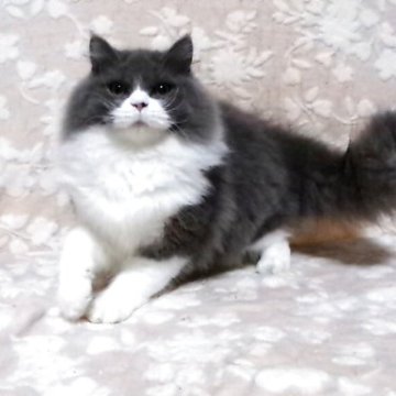 スコティッシュフォールド(立ち耳)【鹿児島県・男の子・2025年6月10日・ブルー&ホワイト】の写真「ブリティッシュ似の子😊❗️」