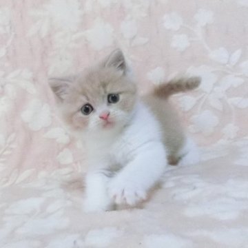 ブリティッシュショートヘア【鹿児島県・男の子・2025年2月15日・クリームホワイト】の写真「クリームホワイトの男の子😊」