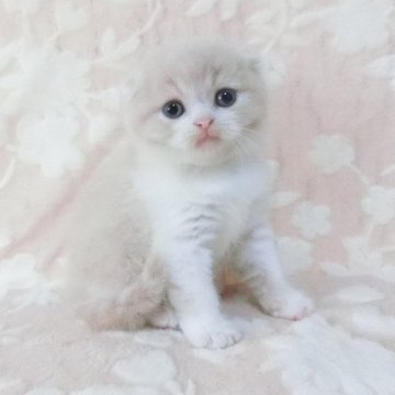 スコティッシュフォールド(折れ耳)【鹿児島県・男の子・2025年5月16日・クリームタビー&ホワイト】の写真「可愛い子」