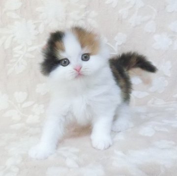 スコティッシュフォールド(折れ耳)【鹿児島県・女の子・2025年1月21日・キャリコ】の写真「可愛い女の子😊」