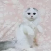 スコティッシュフォールド(折れ耳)