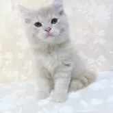 スコティッシュフォールド(立ち耳)