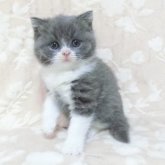 ブリティッシュショートヘア