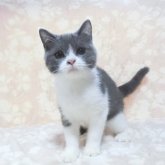 ブリティッシュショートヘア